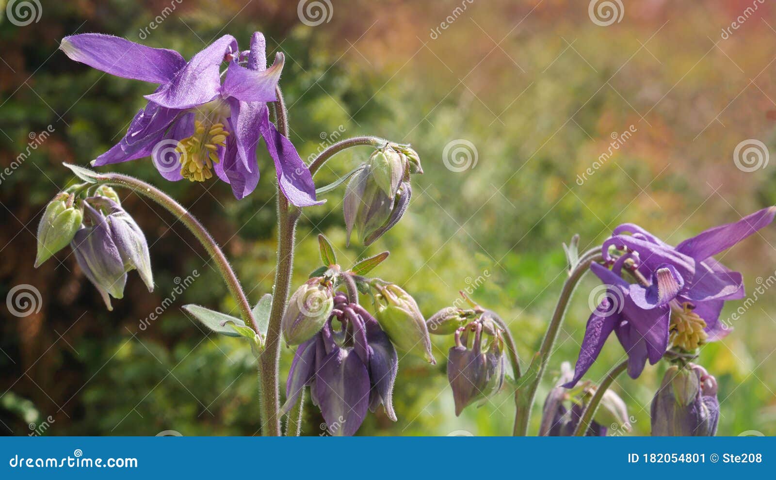 purple aquilegia columbine blooming in spring garden